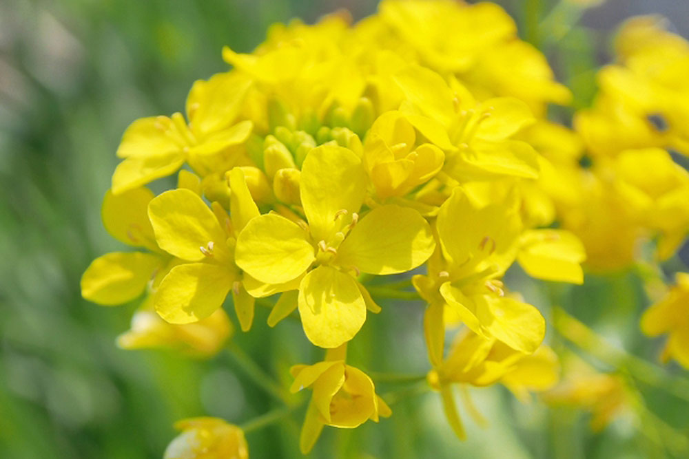 菜の花